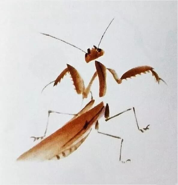 画螳螂