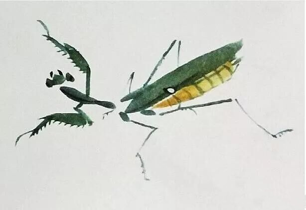 画螳螂