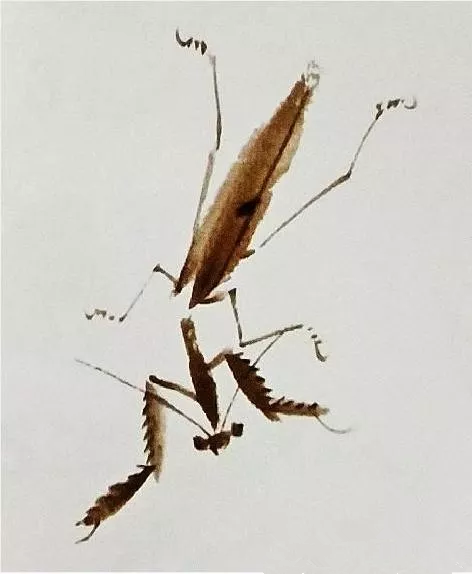 画螳螂