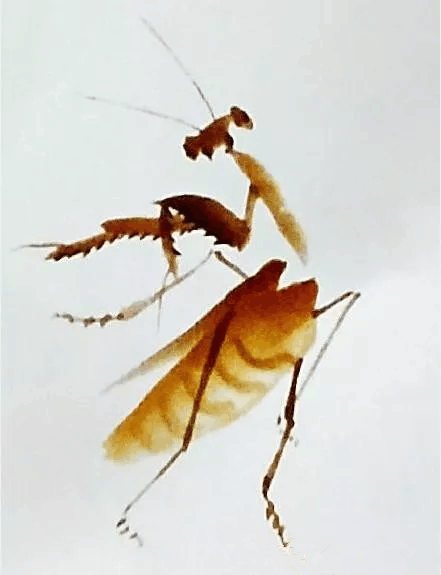 画螳螂