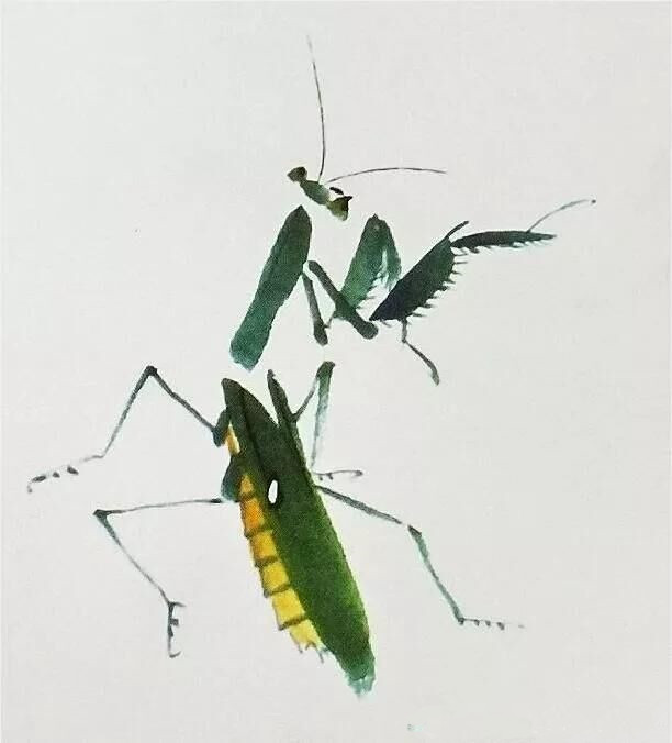 画螳螂