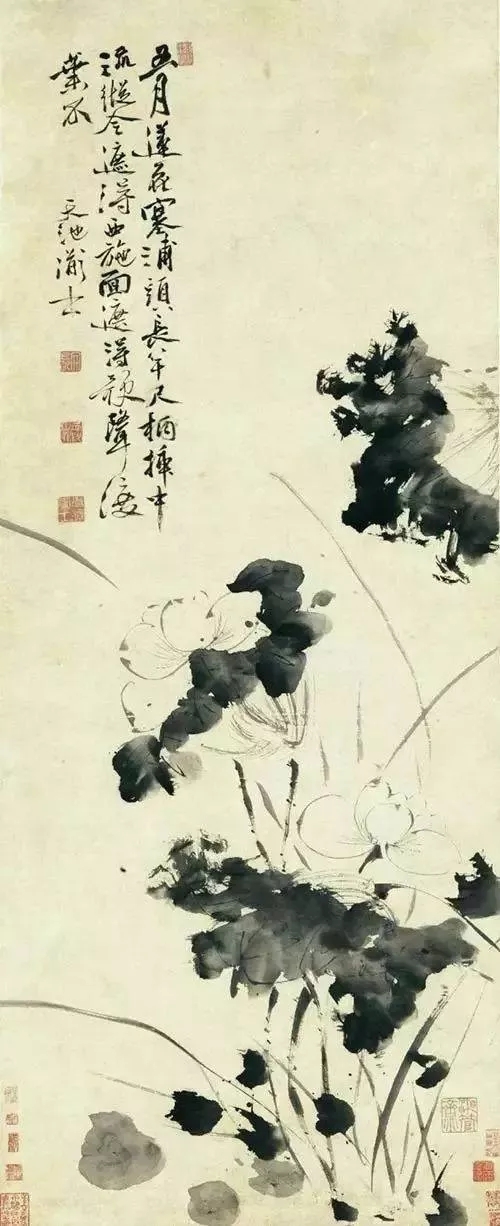 徐渭《五月莲花图明》